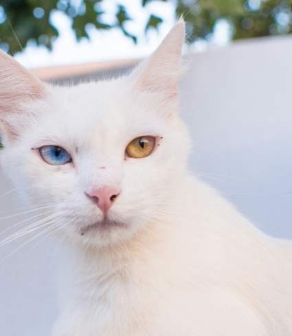 white cat two different colored eyes