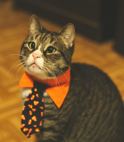 cat with halloween tie