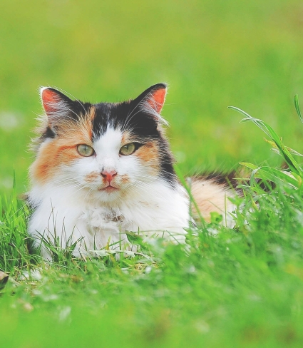 Cat in grass