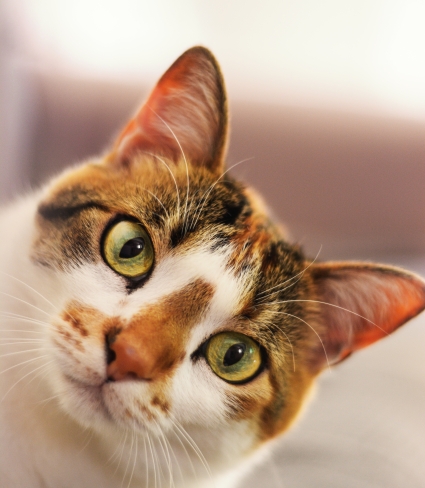 Cat looking at camera
