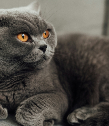 grey cat with orange eyes