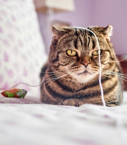 cat with string