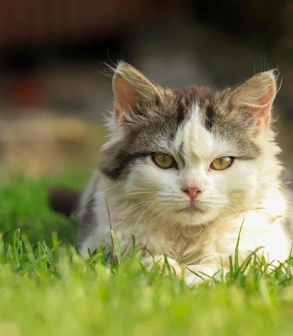 cat in grass
