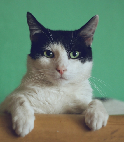 cat with green background
