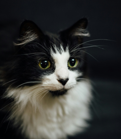 black and white cat