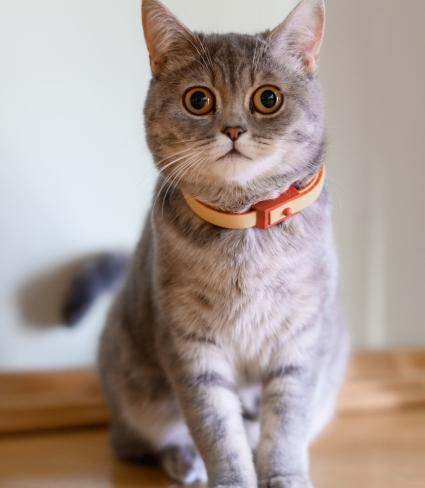 grey cat standing 