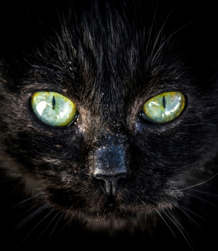 black cat face