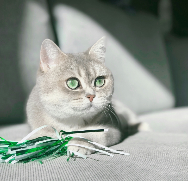 white cat with pompom