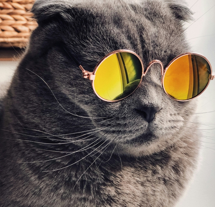 Cat with sunglasses